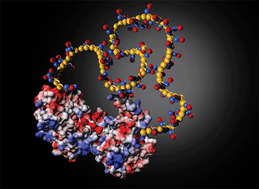 Polymer binding to proteins can prevent denaturation. Image by Beckman Institute Imaging Technology Group.