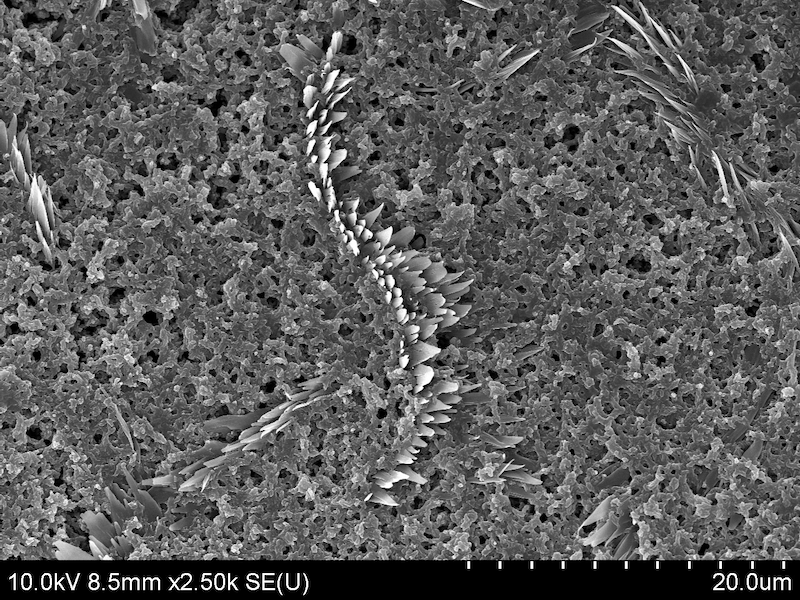 &amp;lt;strong&amp;gt;The rise of Godzilla from the sea: &amp;lt;/strong&amp;gt;Presented is an SEM image of self-assembled aniline oligomers on top of a layer of polyaniline. The arrayed spikes consist of oligoaniline, a by-product of aniline electropolymerization reaction. Free oligoanilines in the solution can self-assemble through supramolecular forces and form diverse morphologies depending on the assembly conditions. &amp;lt;strong&amp;gt;Image: Ching-Yu Chen, Su Lab, CHBE&amp;lt;/strong&amp;gt;