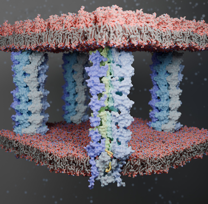 &amp;amp;lt;strong&amp;amp;gt;Journey of a Phospholipid: &amp;amp;lt;/strong&amp;amp;gt;The LetAB complex in Gram-negative bacteria is functioning as a unidirectional tunnel to transport phospholipids from inner to outer membrane. Captured is the moment when one phospholipid is extracted from the inner membrane, while another is positioned to transition from LetA into the envelope-spanning LetB tunnel. Image: &amp;amp;lt;strong&amp;amp;gt;Yupeng Li&amp;amp;lt;/strong&amp;amp;gt;, Tajkhorshid Lab