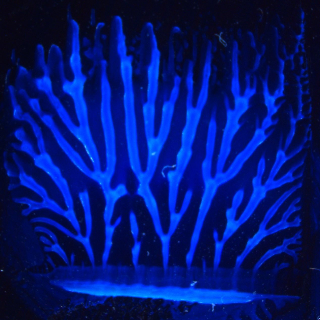 blue branches forming tree-like shapes against a dark background