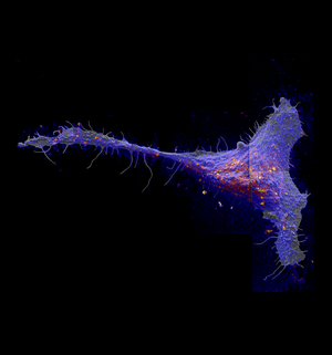 Researchers found that a class of molecules called sphingolipds congregate in large patches in the cell membrane. Red and yellow colors indicate local elevations in the sphingolipid abundance. Photo by Kevin Carpenter
