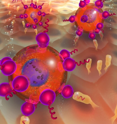 A new targeting molecule (purple/red) could help stem cells (large red balls) adhere to the surfaces of inflamed blood vessels. The molecules coat the stem cells&acirc;&euro;&trade; membranes, presenting peptides (red helices) that then bind proteins (yellow protrusions) in the inflamed tissue.