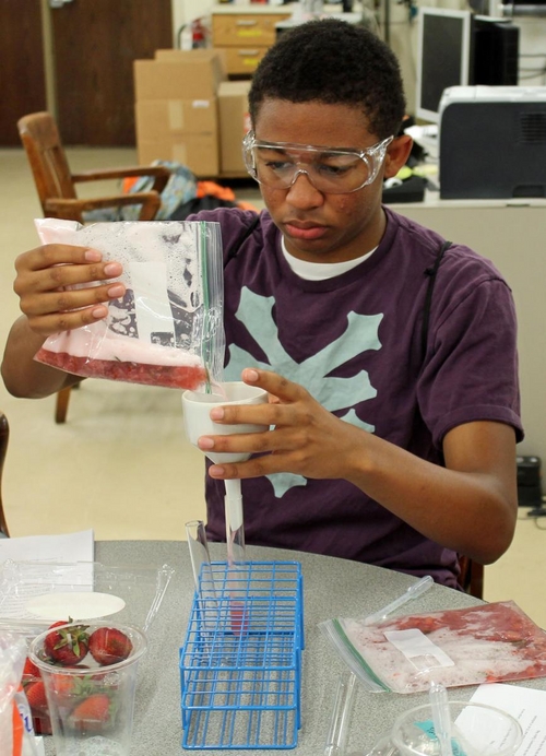 Working on extracting DNA from strawberries