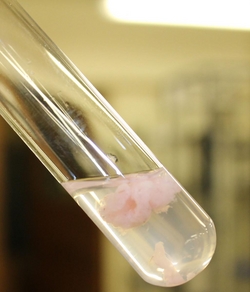 DNA from strawberries