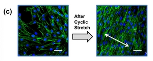 Fibroblasts cultured on RGD-alginate hydrogel became aligned perpendicular to the direction of cyclic stretching (arrow). 