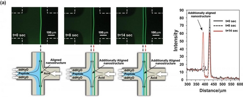 Reversible assembly and disassembly of synthetic oligopeptide nanostructures.