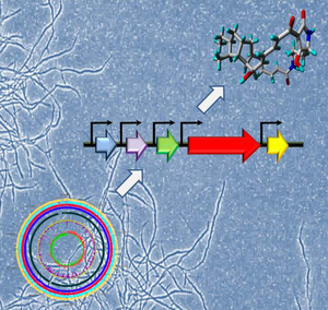 Professor Huimin Zhao and researchers have demonstrated the use of an innovative DNA engineering technique to discover potentially valuable functions hidden within bacterial genomes.