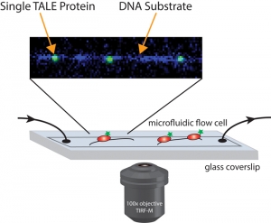 A single-molecule imaging technique let the researchers observe how individual TALE proteins interacted with a strand of DNA. Graphic by Luke Cuculis