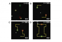 Using the Stokes Trap, the researchers can manipulate particles to follow any predetermined path. Image courtesy of Anish Shenoy.