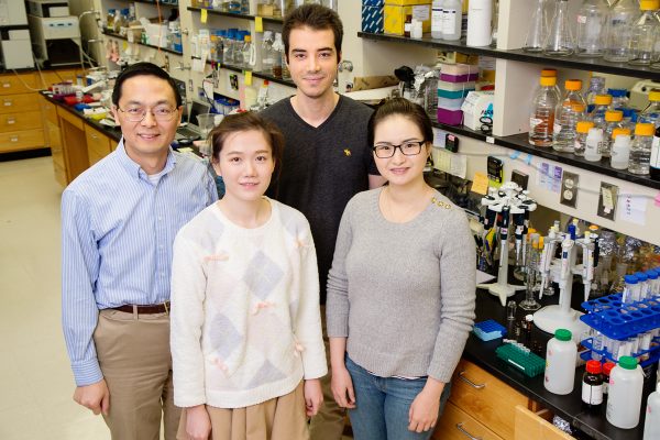 Clockwise from back middle: Behnam Enghiad, graduate student; Shangwen Luo, postdoc; Tajie Luo, grad student; and Huimin Zhao, professor of chemical and biomolecular engineering