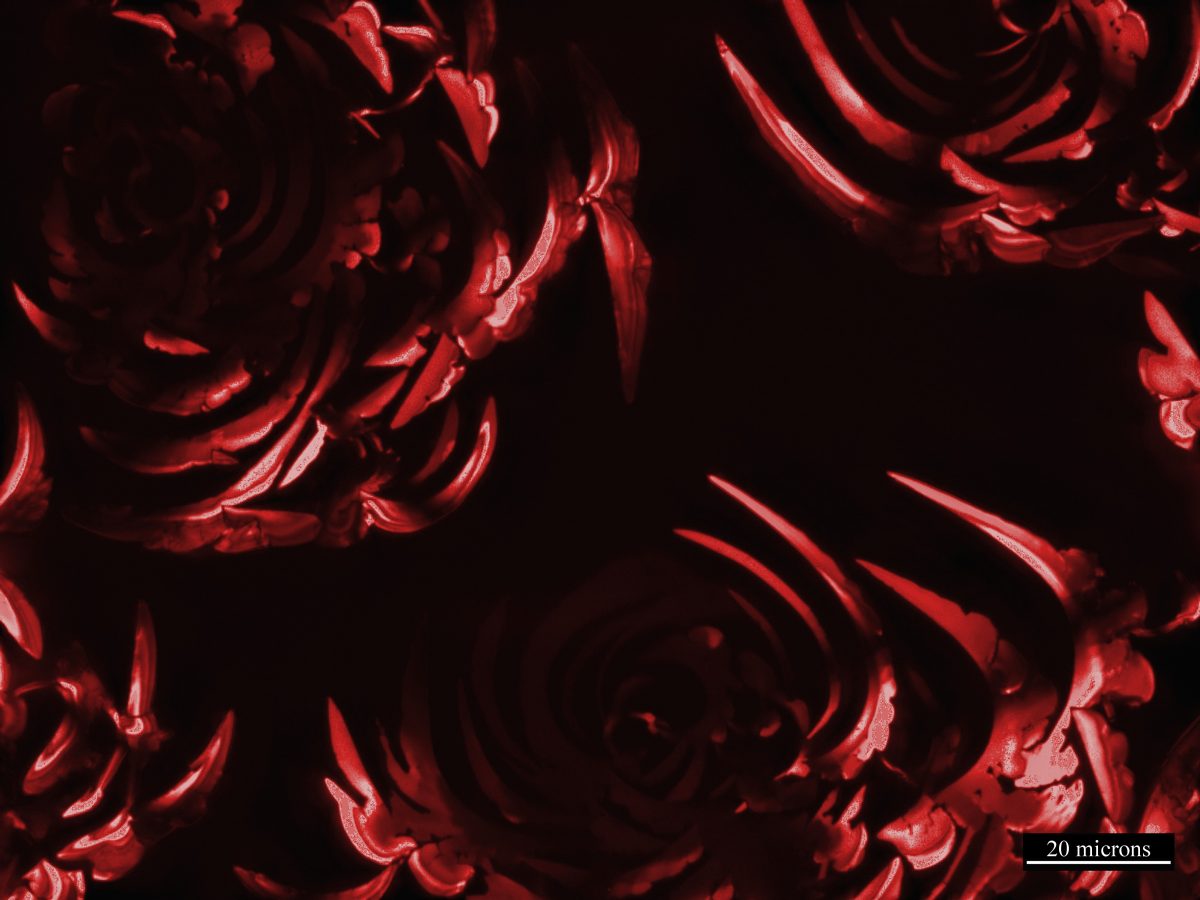 Boehning rose image