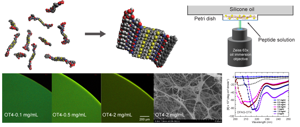 The sol&#8722;gel transition of &#960;-conjugated oligopeptides is studied using a combined microrheology-spectroscopy approach. These results will be used to inform the solution-based processing of soft organic electronic materials.