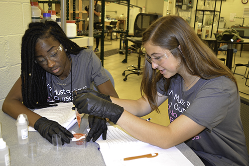 Extracting DNA from strawberries.