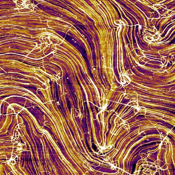 &#8220;Supramolecular Fibers,&#8221; Science Image Challenge finalist, by Bo Li-Schroeder Group