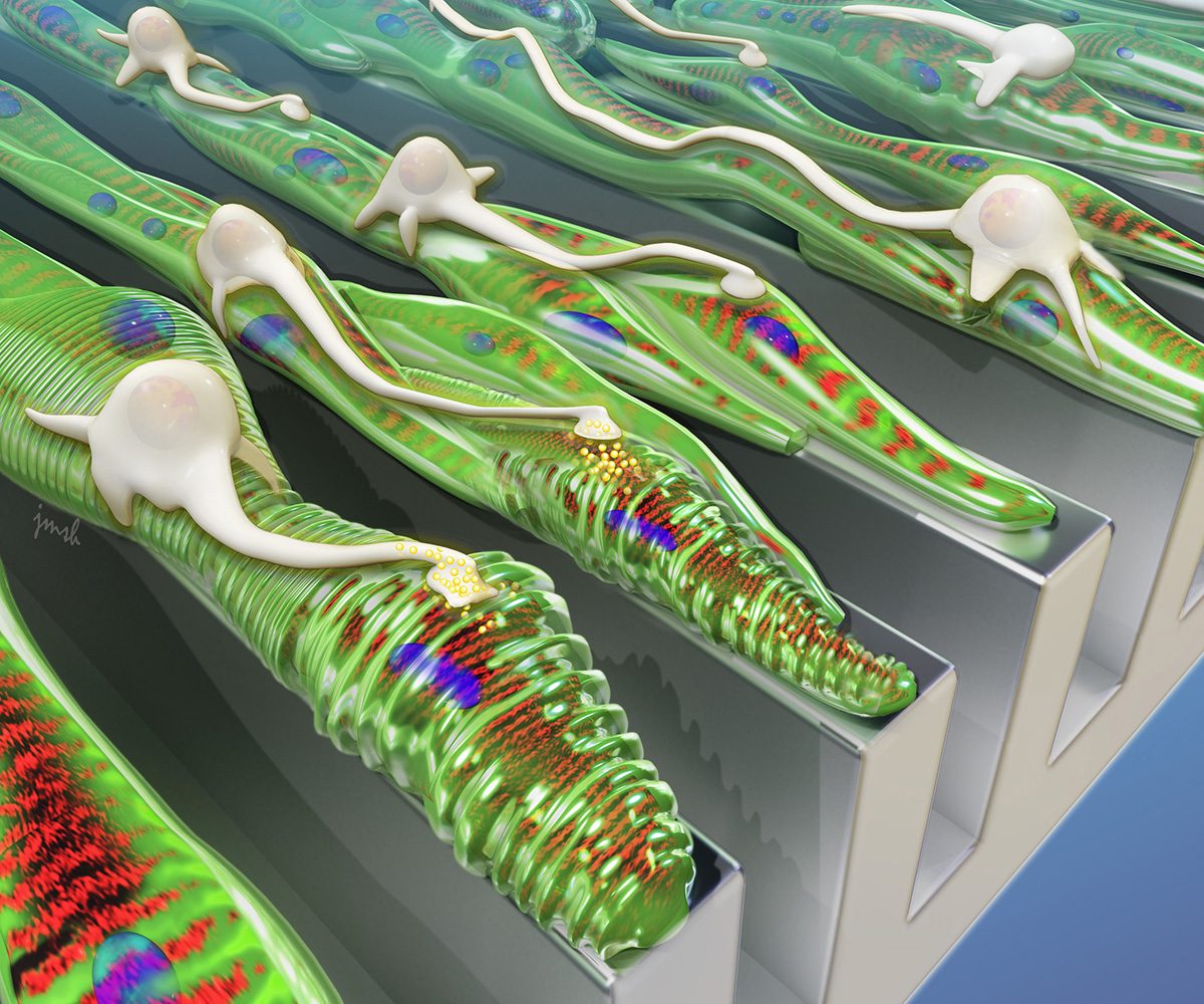 As shown in this artistâ€™s rendering, grooved surfaces help muscle grow into aligned fibers, which provides a track for neurons to follow. Image by Janet Sinn-Hanlon.
