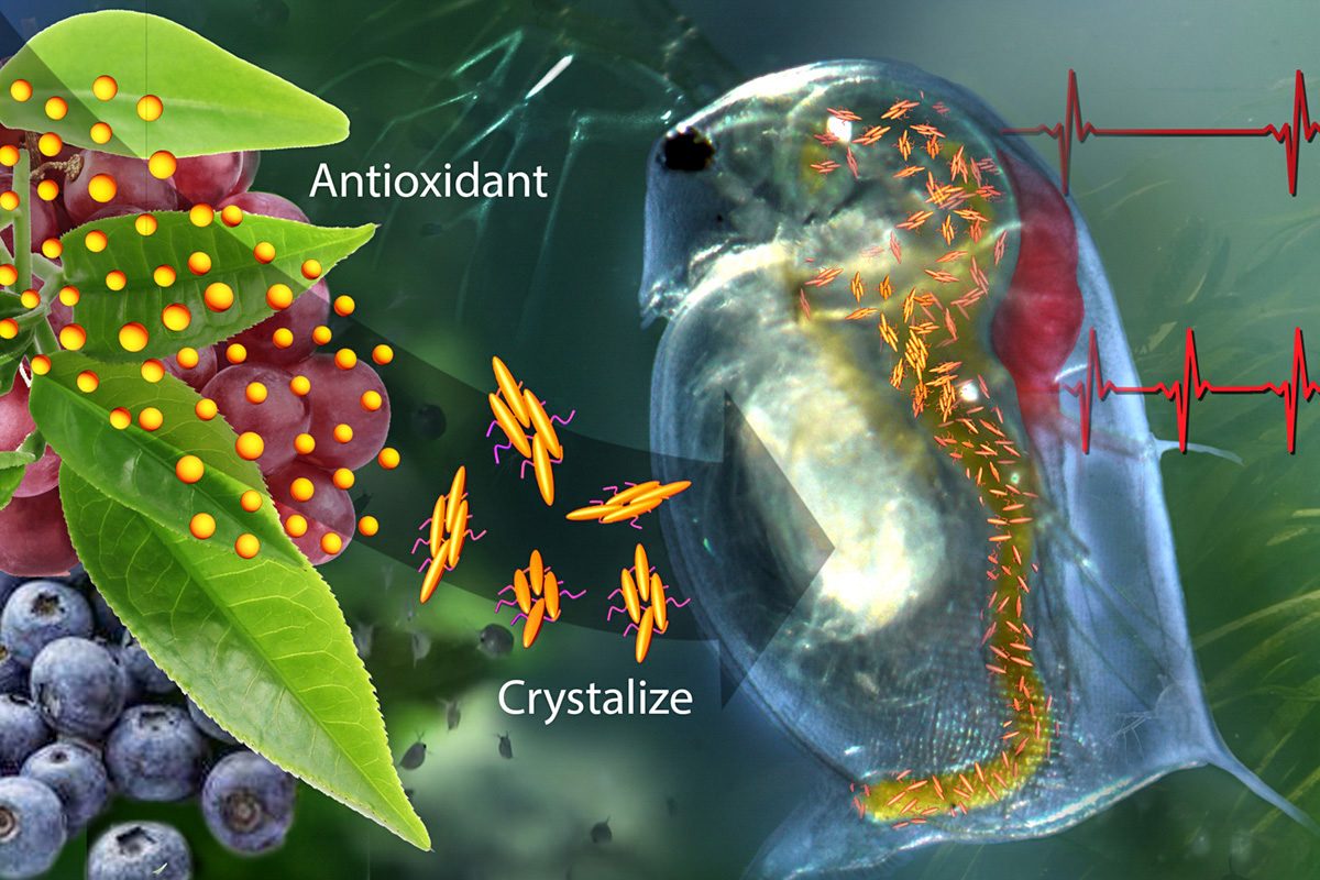 A new drug-delivery system that contains crystalized catechin &#8211; an antioxidant found in green tea and fruit &#8211; can sense trouble and respond by releasing antioxidant to restore a normal heart rate to water fleas undergoing cardiac stress brought on by high oxidant levels. Graphic courtesy Janet Sinn-Hanlon, DesignGroup@VetMed, University of Illinois