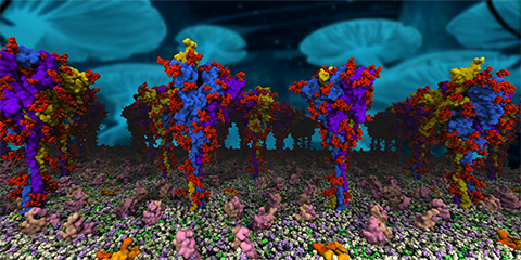 Fatal Coronavirus Spike ForestTianle Chen, Tajkhorshid Lab graduate studentDepartment of Chemistry and Center for Biophysics & Quantitative BiologySARS-COV 2 fuses to and enters human cells upon binding of its spike proteins to human receptors. Our simulation model captures a realistic representation of spike proteins and their dynamics on the surface of the coronavirus (rendered with VMD).