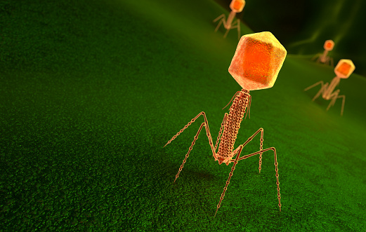 Bacteriophage virus particle on bacteria surface. 3D illustration