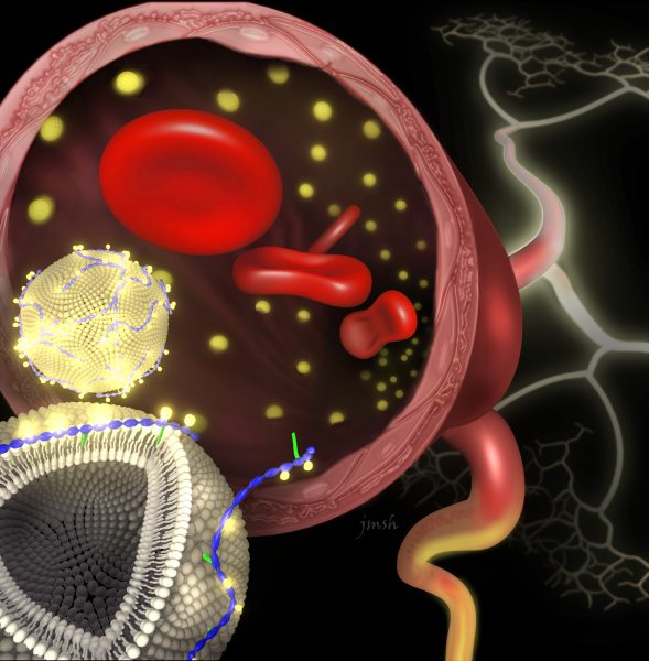 Kong_Gd liposome_vascular imaging