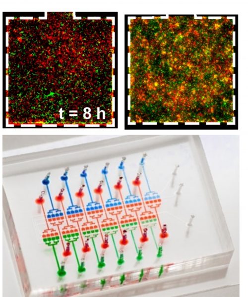 PK research image.polymicrobial