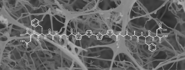 Cryo-electron microscopy image of pi-conjugated oligopeptide gells (quaterthiophene-peptide) formed via concentration-driven self-assembly.