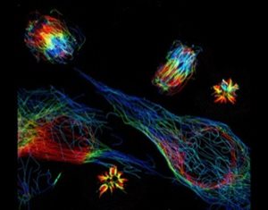 PhotoExpansion microscopy to image microtubules throughout the cell cycle (multi-color with several cells).