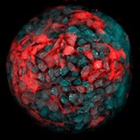 Intestinal stem cells self-assemble into multicellular organoids in a hydrogel matrix (the red and green cluster of cells.