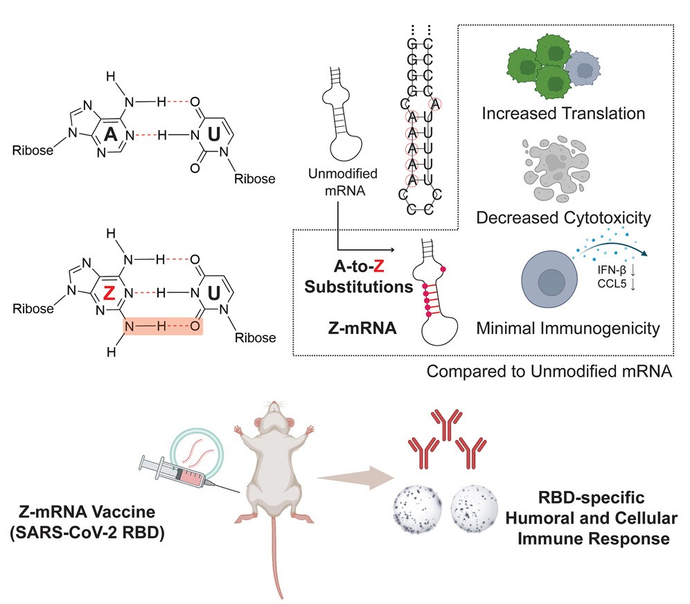 &amp;amp;lt;em&amp;amp;gt;Graphical abstract representing the research: base Z replaces base A in mRNA. The A-to-Z substitution leads to increased translation, decreased cytotoxicity and minimal immunogenicity compared to unmodified mRNA. Base Z-mRNA was used to create a COVID-19 vaccine, tested in mice.&amp;amp;lt;/em&amp;amp;gt;