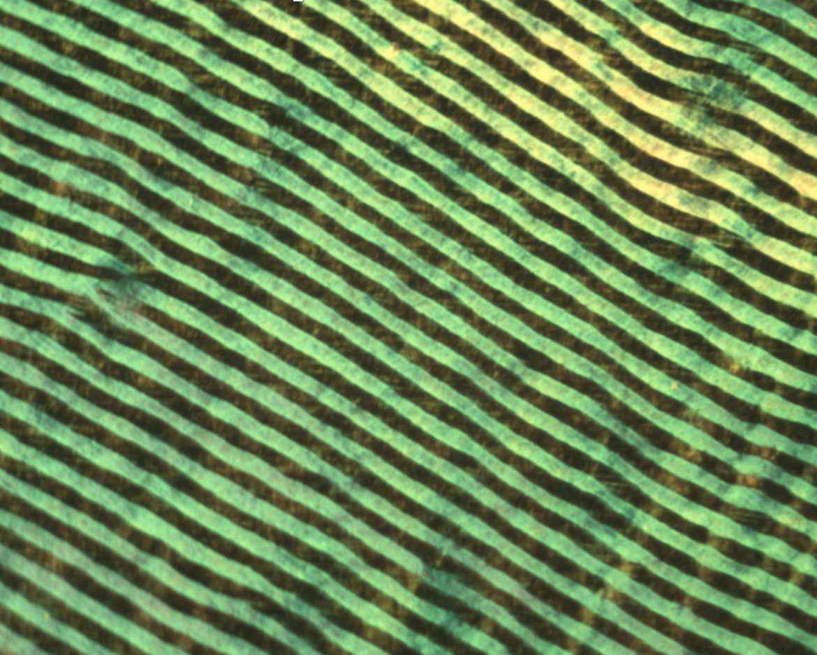 Solution printed chiral assemblies of semiconducting polymer thin films visualized under polarized optical microscope