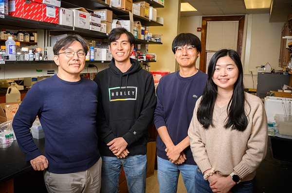 The researchers found that muscle with nerves released more of the brain-boosting factors than muscle without nerves. Pictured, from left: Professor Joon Kong and students Kai Yu Huang, Yujin An and Sehong Kang. Photo by Fred Zwicky
