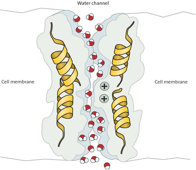 Aquaporins are membrane channels that regulate water transport across cellular membrane. The image shows the water molecules traversing through the pore within the Aquaporin structure (shows as helices and surface).