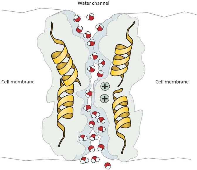 Aquaporins are membrane channels that regulate water transport across cellular membrane. The image shows the water molecules traversing through the pore within the Aquaporin structure (shows as helices and surface).