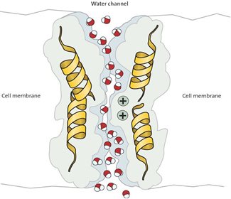 Aquaporins are membrane channels that regulate water transport across cellular membrane. The image shows the water molecules traversing through the pore within the Aquaporin structure (shows as helices and surface).
