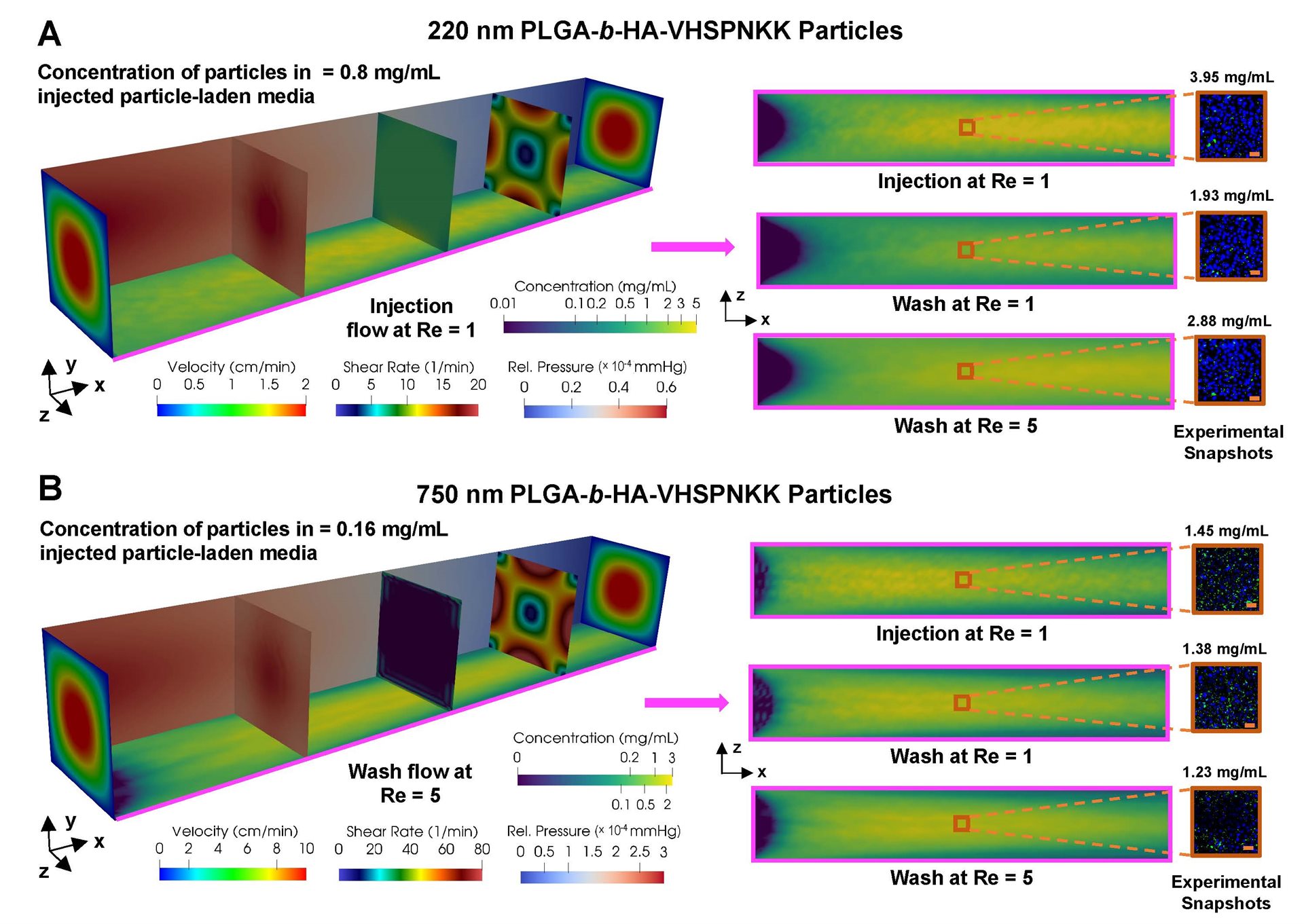 Chamber flow simulation for particle adhesion for 220 nm particles (top) and for 750 nm particles (bottom). Larger particles show greater retention after the wash stage than smaller particles.